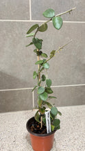 Load image into Gallery viewer, Hoya nummularioides (B) (String of Nickels)