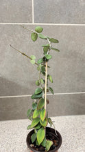 Load image into Gallery viewer, Hoya nummularioides (B) (String of Nickels)