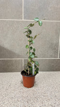 Load image into Gallery viewer, Hoya nummularioides (B) (String of Nickels)