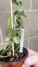 Load image into Gallery viewer, Hoya nummularioides (B) (String of Nickels)