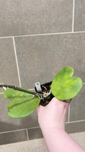 Load image into Gallery viewer, Hoya kerri Reverse Variegata (T)
