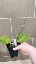 Load image into Gallery viewer, Hoya kerri Reverse Variegata (T)