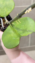 Load image into Gallery viewer, Hoya kerri Reverse Variegata (T)