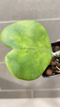 Load image into Gallery viewer, Hoya kerri Reverse Variegata (T)