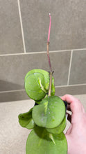 Load image into Gallery viewer, Hoya obovata Variegata (W)