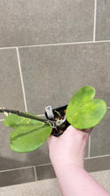 Load image into Gallery viewer, Hoya obovata Variegata (W)