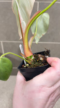 Load image into Gallery viewer, Philodendron pastazanum