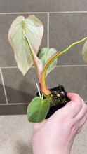 Load image into Gallery viewer, Philodendron pastazanum