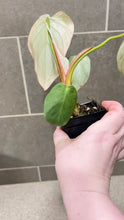 Load image into Gallery viewer, Philodendron pastazanum