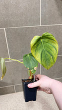 Load image into Gallery viewer, Philodendron pastazanum