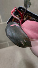 Load image into Gallery viewer, Philodendron Pink Princess (C)
