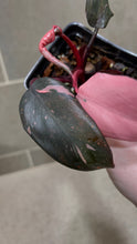 Load image into Gallery viewer, Philodendron Pink Princess (C)