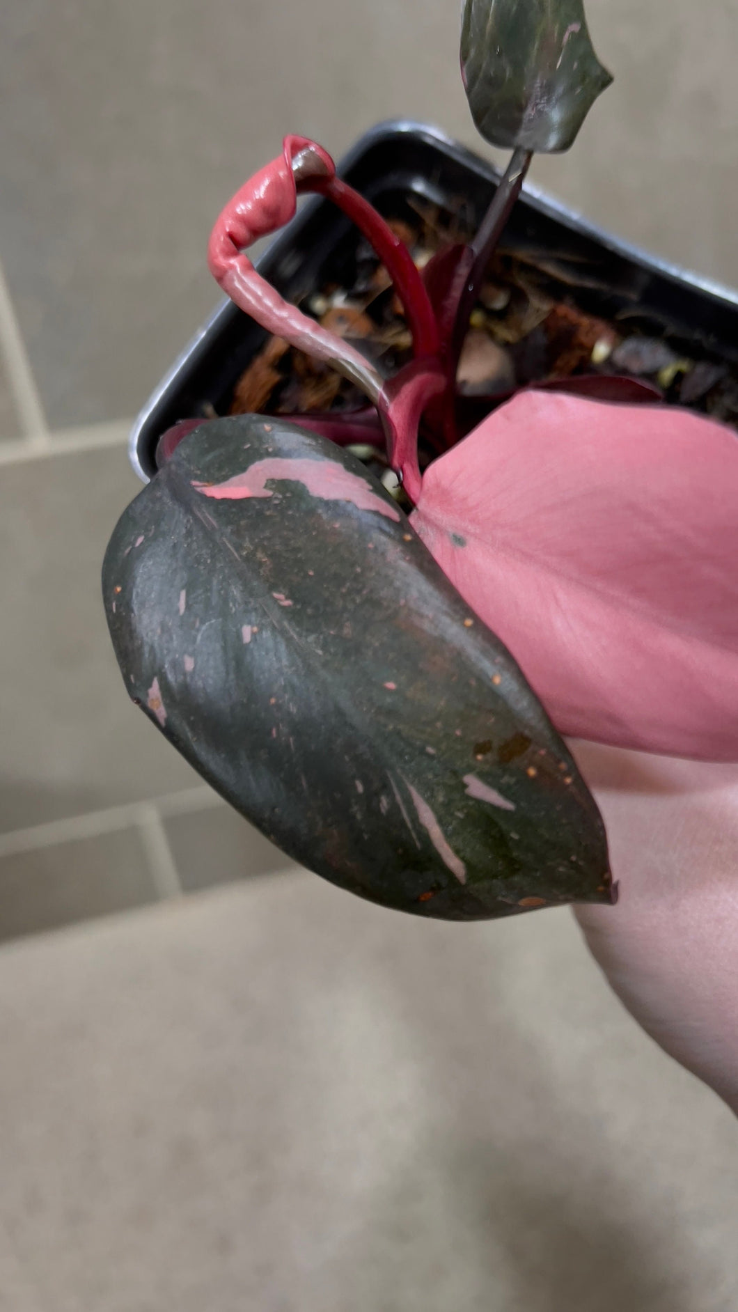 Philodendron Pink Princess (C)