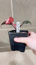 Load image into Gallery viewer, Philodendron Pink Princess (C)