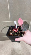 Load image into Gallery viewer, Philodendron Pink Princess (C)