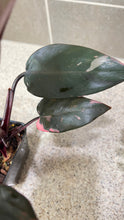 Load image into Gallery viewer, Philodendron Pink Princess (E)