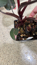 Load image into Gallery viewer, Philodendron Pink Princess (E)