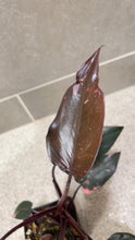 Load image into Gallery viewer, Philodendron Pink Princess (E)