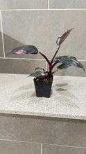 Load image into Gallery viewer, Philodendron Pink Princess (E)