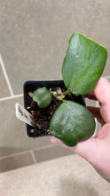 Load image into Gallery viewer, Hoya kerri Reverse Variegata (G)