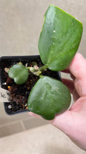 Load image into Gallery viewer, Hoya kerri Reverse Variegata (G)