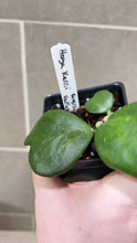 Load image into Gallery viewer, Hoya kerri Reverse Variegata (G)