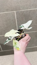 Load image into Gallery viewer, Syngonium albo variegata Marble (H)