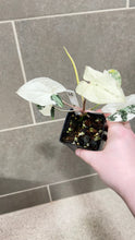 Load image into Gallery viewer, Syngonium albo variegata Marble (H)