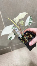 Load image into Gallery viewer, Syngonium albo variegata Marble (H)