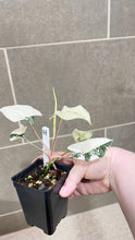 Load image into Gallery viewer, Syngonium albo variegata Marble (H)