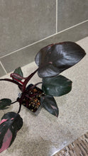 Load image into Gallery viewer, Philodendron Pink Princess (K)