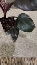 Load image into Gallery viewer, Philodendron Pink Princess (K)