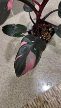 Load image into Gallery viewer, Philodendron Pink Princess (K)