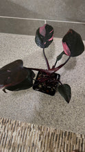 Load image into Gallery viewer, Philodendron Pink Princess (K)