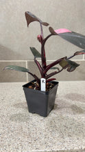 Load image into Gallery viewer, Philodendron Pink Princess (K)