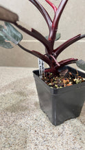 Load image into Gallery viewer, Philodendron Pink Princess (K)