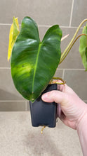 Load image into Gallery viewer, Philodendron Burle Marx Variegata (P)