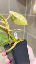 Load image into Gallery viewer, Philodendron Burle Marx Variegata (P)