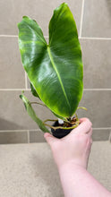 Load image into Gallery viewer, Philodendron Burle Marx Variegata (P)
