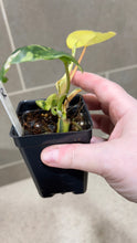Load image into Gallery viewer, Philodendron Burle Marx Variegata (R)