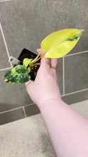 Load image into Gallery viewer, Philodendron Burle Marx Variegata (R)
