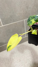 Load image into Gallery viewer, Philodendron Burle Marx Variegata (R)