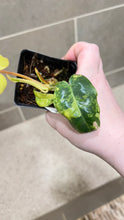 Load image into Gallery viewer, Philodendron Burle Marx Variegata (R)