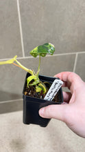 Load image into Gallery viewer, Philodendron Burle Marx Variegata (R)