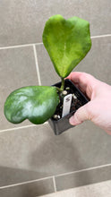 Load image into Gallery viewer, Hoya kerri Reverse Variegata (S)