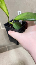 Load image into Gallery viewer, Hoya kerri Reverse Variegata (S)