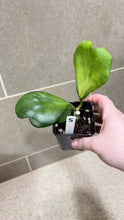 Load image into Gallery viewer, Hoya kerri Reverse Variegata (S)