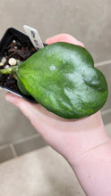 Load image into Gallery viewer, Hoya kerri Reverse Variegata (S)
