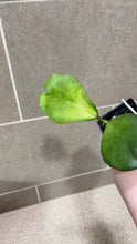 Load image into Gallery viewer, Hoya kerri Reverse Variegata (S)