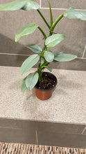 Load image into Gallery viewer, Philodendron Silver Sword (A)